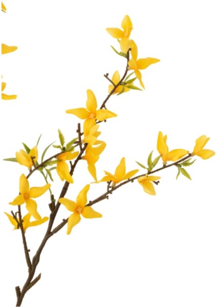 Forsythıa Dal