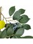 Paket Yapay Limon Dalları, Limon Meyveli 36 Inç Sprey, Yeşillik Çelenk Dekoratif Meyve (Yurt Dışından) 4
