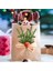 120 Parça Yapay Çam Iğneleri Dalları Noel Çam Dalları Yeşillik Noel Ağacı Dalları Dıy Çelenk (Yurt Dışından) 2