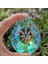 Ab Renk Stili 76MM 76MM Kristal Suncatcher Gökkuşağı Avize Prizma Parçaları Asılı Kolye Ev Dıy Düğün Pencere Dekorasyon Heykelcik Süsleme (Yurt Dışından) 2