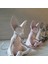 WHC210620015GY Stili Kaprisli Buda Sphynx Kedi Heykelcik Meditasyon Yoga Mutlu Kedi Duvar Süsü Heykeller Açık Bahçe Heykelleri Figürinler # G3 (Yurt Dışından) 5