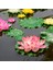 Turuncu Tarzı Mulation Lotus Yüzen Çiçekler Nilüfer Göleti Dekorasyon Tank Tesisi Yapay Lotus Çiçekleri Yüzen Çiçekler Dekoru (Yurt Dışından) 2