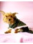 greenco Bunny Kapşonlu Sweat Elbise By Kemique Köpek Kazağı 2