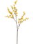 Forsythıa Dal 1
