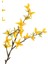 Forsythıa Dal 2