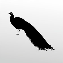 Technopa Folyo Sticker Tavuz Kuşu