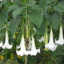 Serdar Çam Tohumculuk Beyaz Angel Trumpet Tohumu Meleklerin Borozanı Çiçeği Tohumu