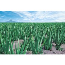 Ata Tohumculuk 10  Tohum Nadir Bulunan Saksılık Aloevera Çiçeği Tohumu Aloe Vera Tohumu Saksı Toprak