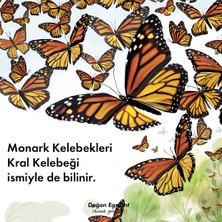 Noa Monark Kelebekleri Ve Her Şey - Sepin Sinanlıoğlu