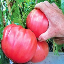 Ata Tohumculuk 20  Tohum Nadir Iri Pembe Köy Domatesi Tohumu Yeni Sezon