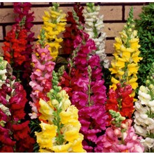 Arzuman Aslanağzı (Antirrhinum  Majus) Çiçek Tohumu 100 Adet