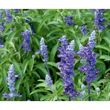 Arzuman Adaçayı (Salvia  Officinalis) Çiçek Tohumu 50 Adet