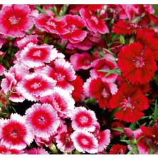 Arzuman Çin Karanfili (Dianthus Chinensis) Çiçek Tohumu 100 Adet