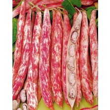 İbk İklim Bahçe Barbunya Tohumu Sırık Defne - 1 kg