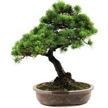 Serdar Çam Tohumculuk Bodur Supressus Bonzai Ağacı Tohumu 5 Tohum Bonsai Tohumu