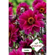 Arzuman Dahlia (Dahlia) Çiçek Tohumu 30'lu