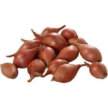 Mülayim Baharat Sarı Soğan Tohumu (Kıska-Arpacık-Karacabey)