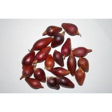 Mülayim Baharat Mor Soğan Tohumu (Kıska-Arpacık-Karacabey)