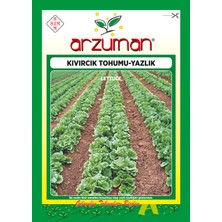 Arzuman Yazlık Kıvırcık Marul Tohumu 10 Gram