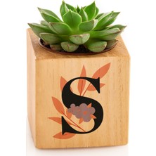 Hediye Sepeti Hediyesepeti Baş Harf Tasarımlı Dekoratif Saksılı Sukulent Naturacube