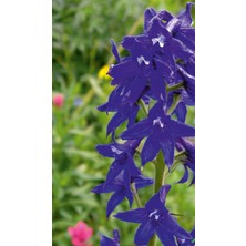 Arzuman Hazeran (Delphinium L.) Çiçek Tohumu 30 Adet