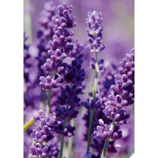 Arzuman Lavanta (Lavandula) Çiçek Tohumu 100 Adet