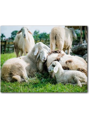 Caka Tablo Ahşap Tablo Çayırda Dinlenen Koyunlar