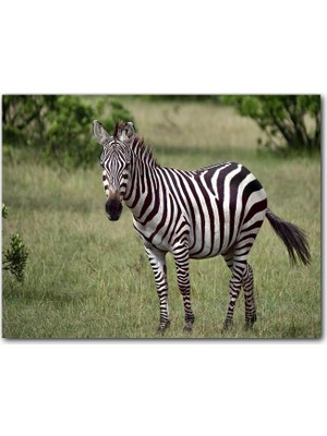Caka Tablo Ahşap Tablo Afrika Çayırında Zebra