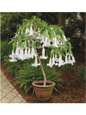 Serdar Çam Tohumculuk Beyaz Angel Trumpet Tohumu Meleklerin Borozanı Çiçeği Tohumu