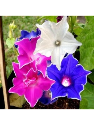 Ata Tohumculuk 10  Tohum Ipomea Purpurea Çiçeği Tohumu Saksı Toprak