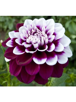 Ata Tohumculuk 10  Tohum Hollanda Ithal Nadide Dehlia Çiçeği Yıldız Çiçeği Tohumu Yeni Ürün