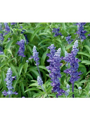Arzuman Adaçayı (Salvia  Officinalis) Çiçek Tohumu 50 Adet