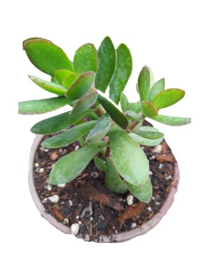 Soil Garden Gerçek Para Ağacı Çiçeği 10/15 cm Bol Dallı Sarkıcı Tür Crassula Ovata Şans Bereket Çiçeği