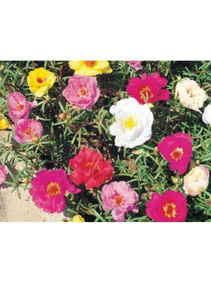 Ata Tohumculuk 10 Adet Tohum Ipek Şellaki Çiçeği Tohumu Çiçek Tohumu Yeni Mahsül