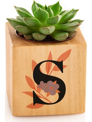 Hediye Sepeti Hediyesepeti Baş Harf Tasarımlı Dekoratif Saksılı Sukulent Naturacube