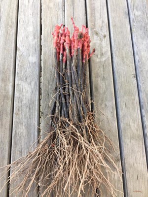 Pelin Fidancılık Açık Köklü Syrah (Şiraz) Üzüm Fidanı Üzüm Fidanı