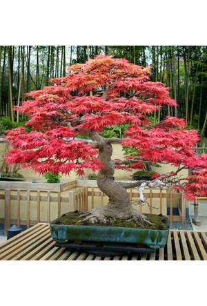 Bonsai Agaci Fiyatlari Hepsiburada