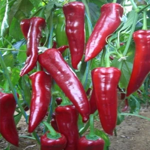 Ata Tohumculuk 30 Tohum Çok Acı Tayland Fil Bayıltan Biber Fil Biberi Tohumu