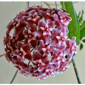 TÜRKİYEFİDAN Mum Çiçeği / Kırmızı 10-15 cm
