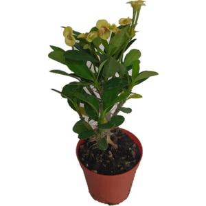 Euphorbia Milii Dikenler Tacı Aşılı Kaktüs, 5/10 Cm, Arası