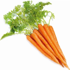 Serdar Çam Tohumculuk Ankara Beypazarı Havuç Tohumu