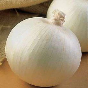 Ata Tohumculuk 20  Tohum Nadir Bulunan Beyaz Kışlık Kuru Soğan Tohumu Kuru Beyaz Soğan Tohumu Yeni Sezon