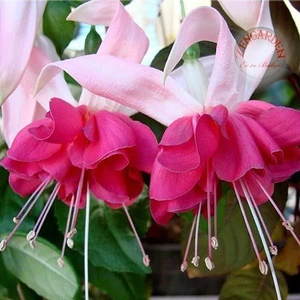 Ata Tohumculuk 10  Tohum Nadir Pembe Küpeli Çiçek Pembe Küpeli Çiçeği Tohumu Saksı Toprak Yeni Ürün