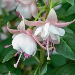 Ata Tohumculuk 10 Tohum Nadir Beyaz Küpeli Çiçeği