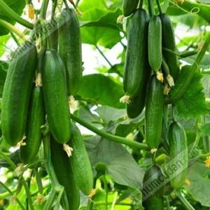 Ata Tohumculuk 10  Tohum Silor Yerli Parmak Salatalık Tohumu Yeni Sezon