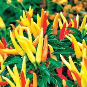 Ata Tohumculuk 60  Tohum Nadir Sarı Süs Biberi Tohumu Saksılık Biber Tohumu Bol Verimli Yeni Sezon