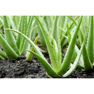 Ata Tohumculuk 10  Tohum Nadir Bulunan Saksılık Aloevera Çiçeği Tohumu Aloe Vera Tohumu Saksı Toprak