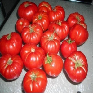 Ankara Ayaş Domatesi Tohumu Domates Tohumu 15  Tohum