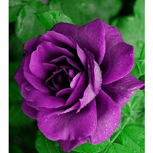 Ata Tohumculuk 5  Nadir Mor Gül Tohumu Mor Güller Tohumlar Saksı Toprak