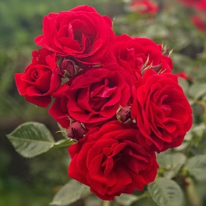 Ata Tohumculuk 10  Tohum Nadir Kırmızı Gül Tohumu Bahçe Gülü Saksı Toprak